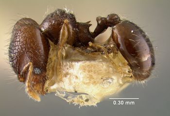 Media type: image; Entomology 20777